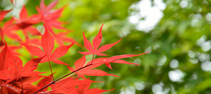 駒沢公園の葉
